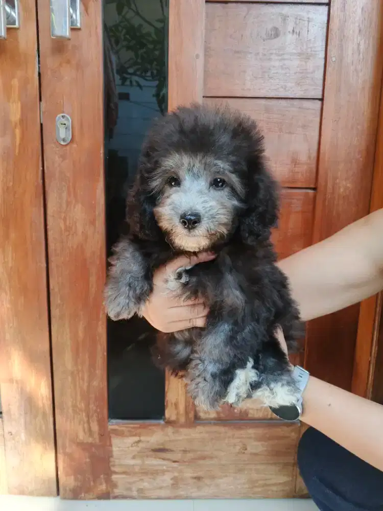 POODLE SILVER STAMBOOM JANTAN & BETINA