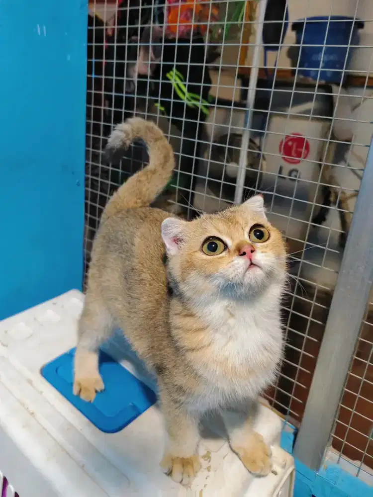 KITTEN BSH GOLDEN NY11 SCOTTISH FOLD BETINA BRITISH SHORTHAIR
