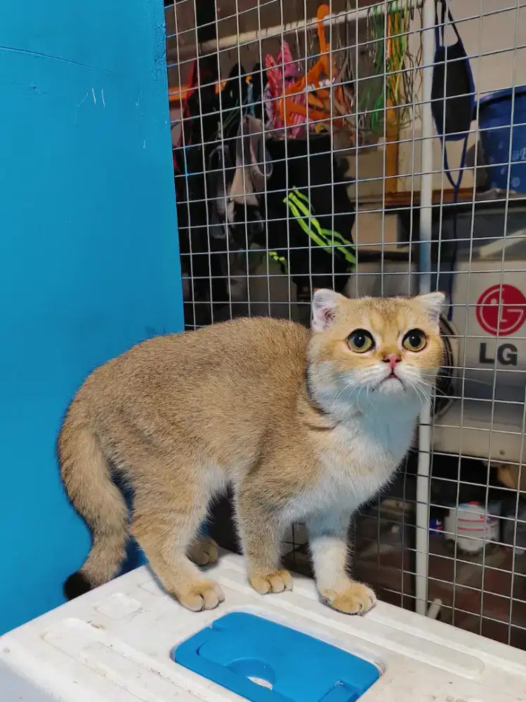 KITTEN BSH GOLDEN NY11 SCOTTISH FOLD BETINA BRITISH SHORTHAIR