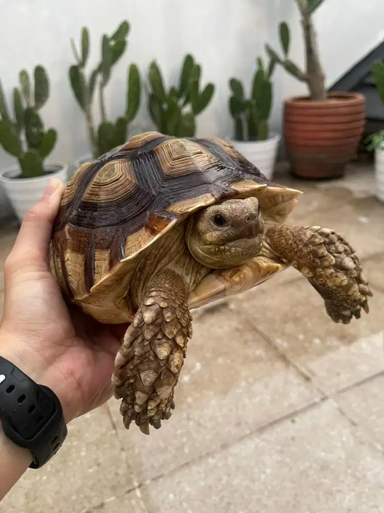Sulcata 24cm Betina Cakep