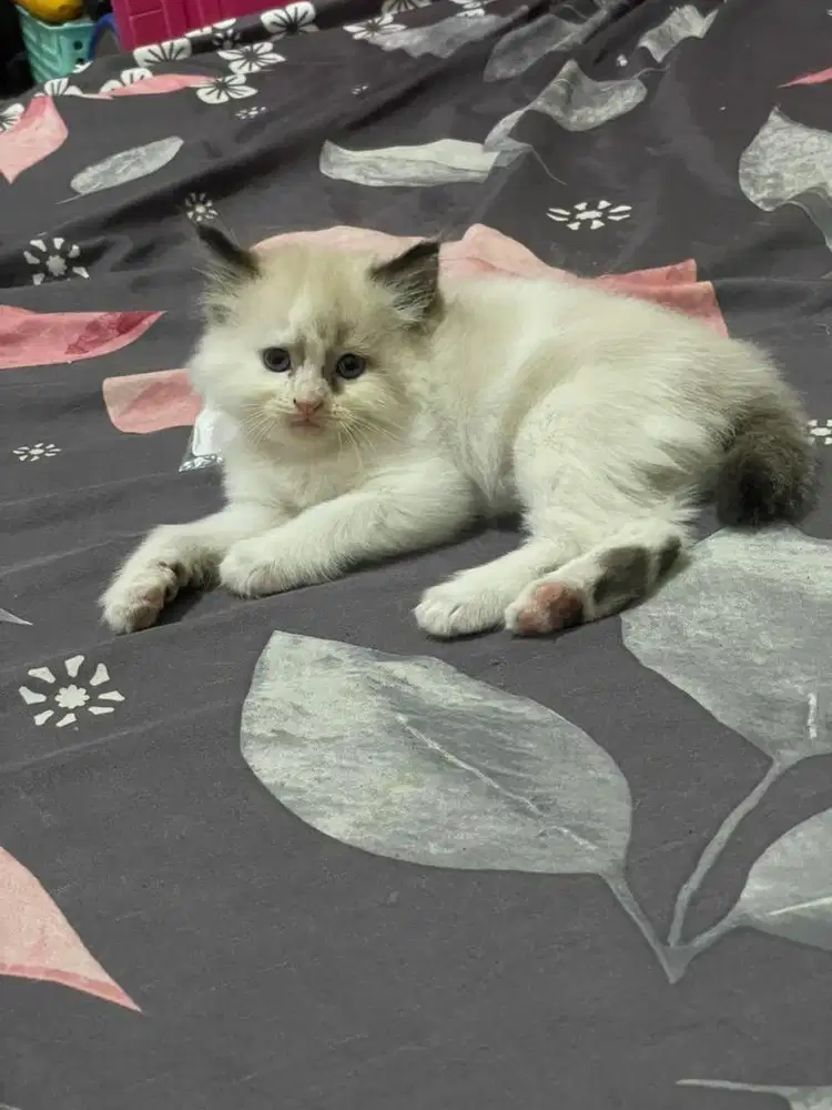Kitten Ragdoll jantan