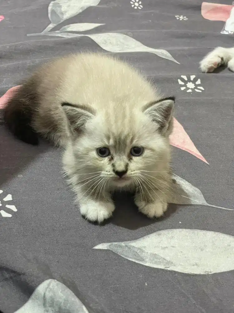 Kitten himalaya x ragdoll