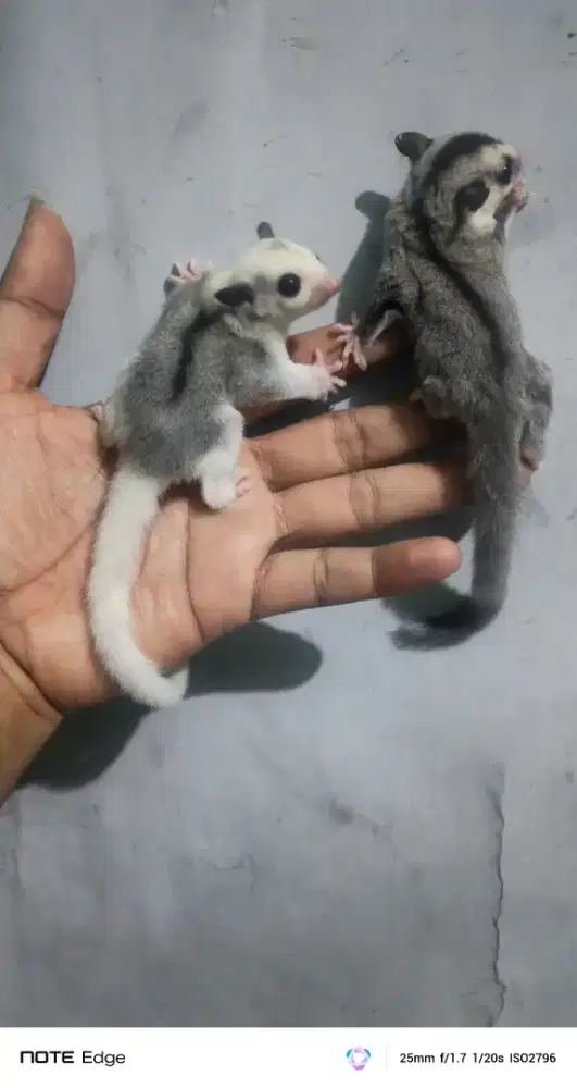 Baby sugar glider