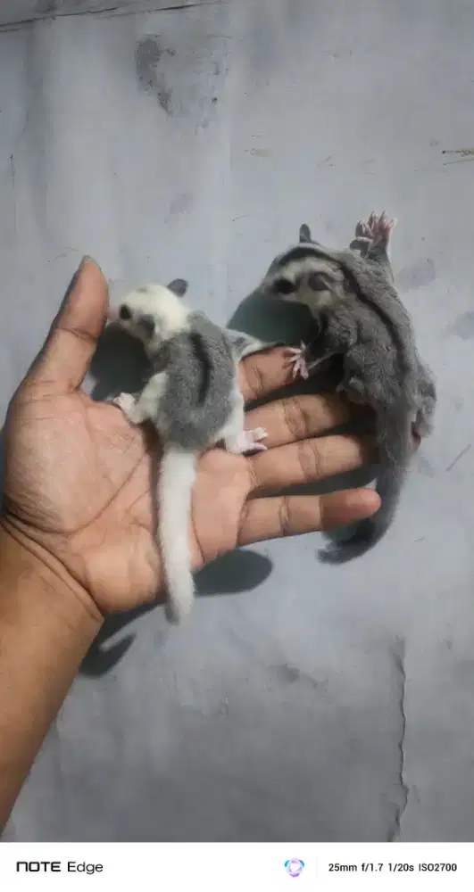 Baby sugar glider