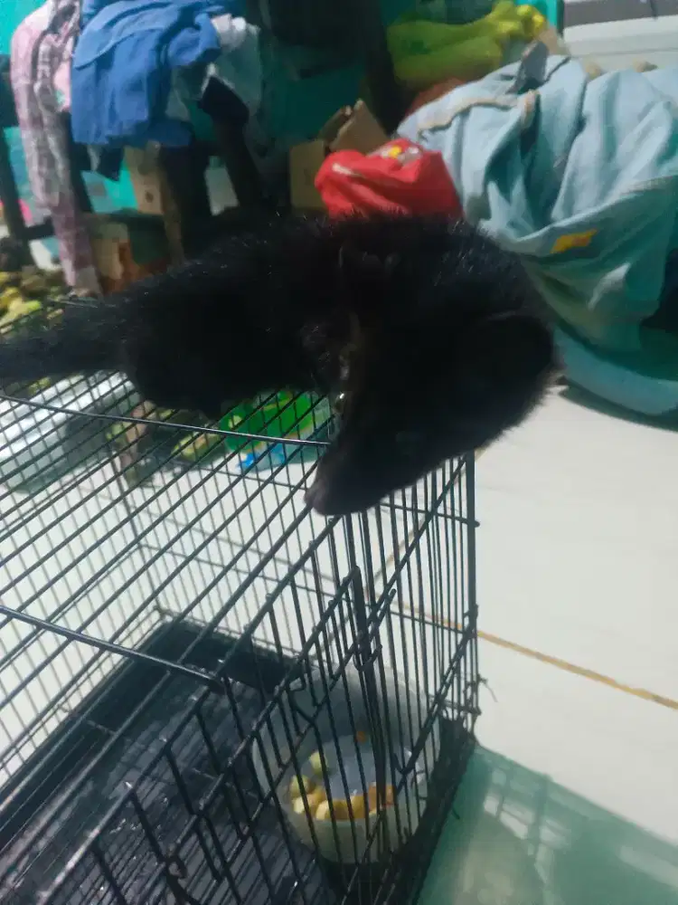 Musang lombok anakan usia 2 bln