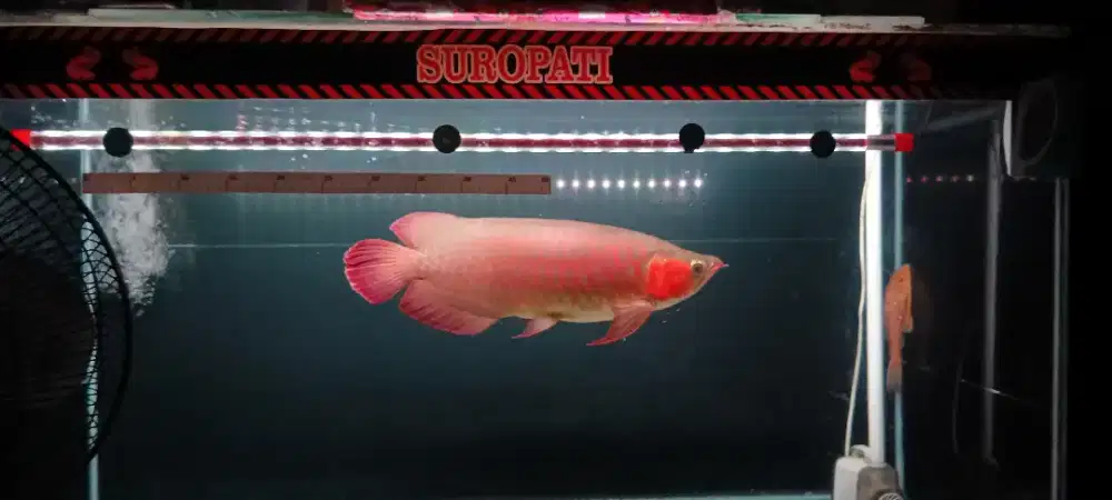 Arowana super red -+50cm