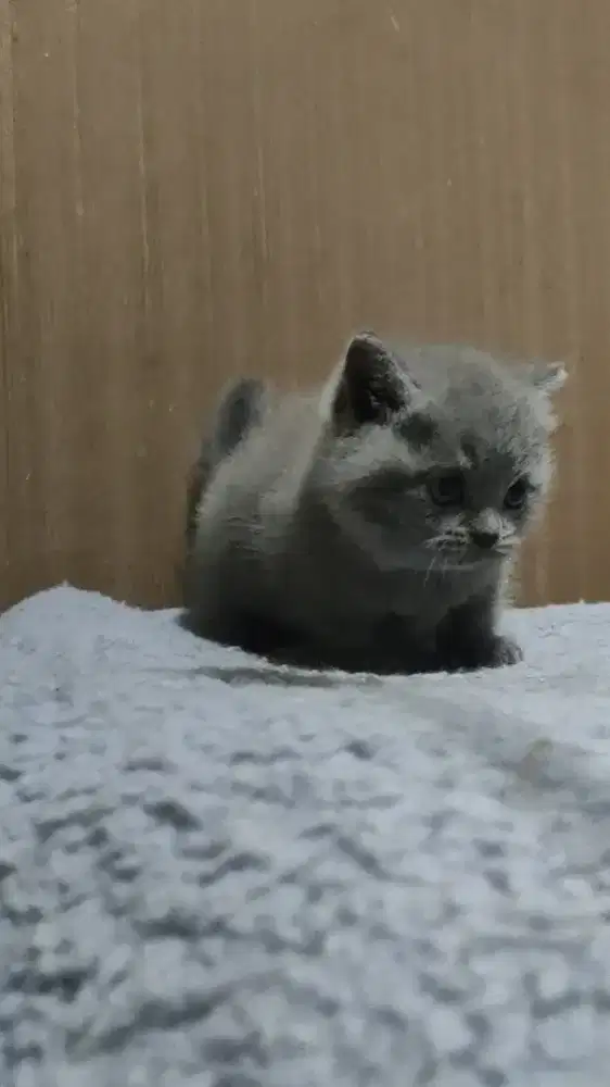 BSH Munchkin Line Import