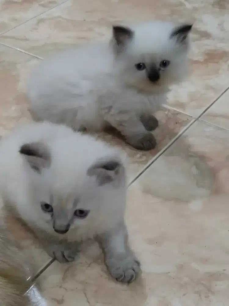 Anakan kucing Himalaya umur 2,5 bln
