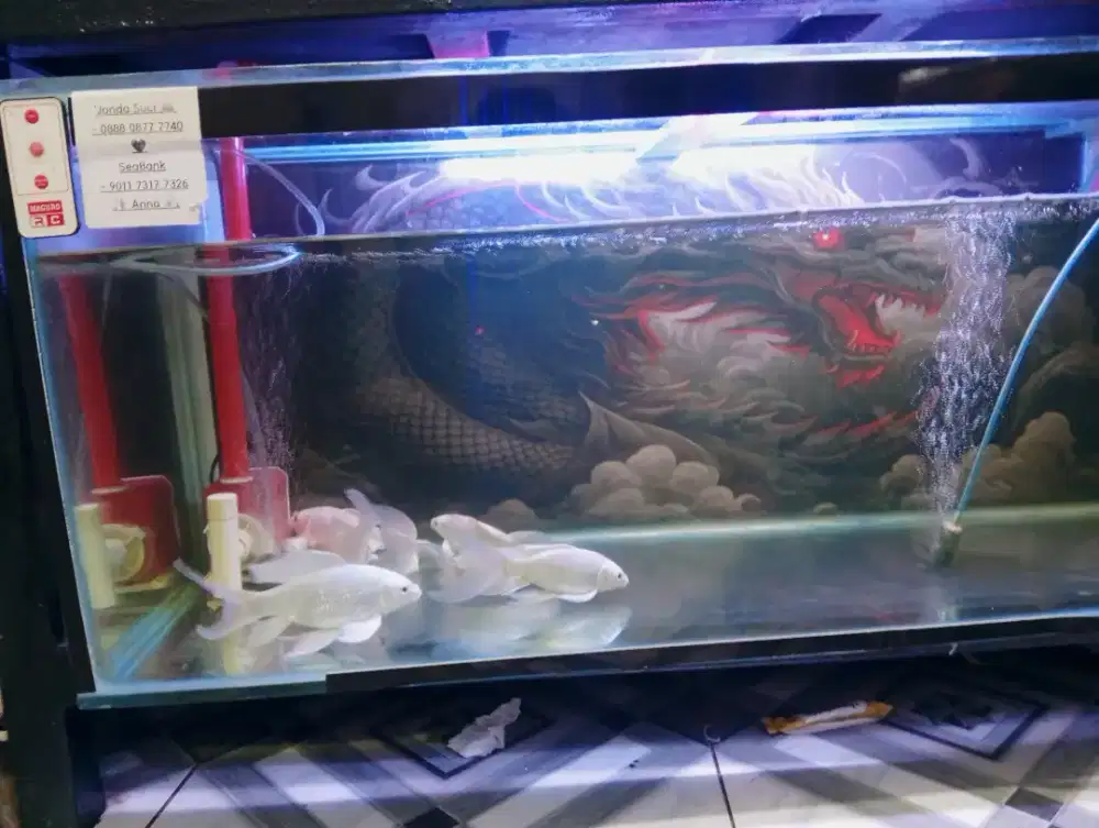 Koi slayer platinum lokal