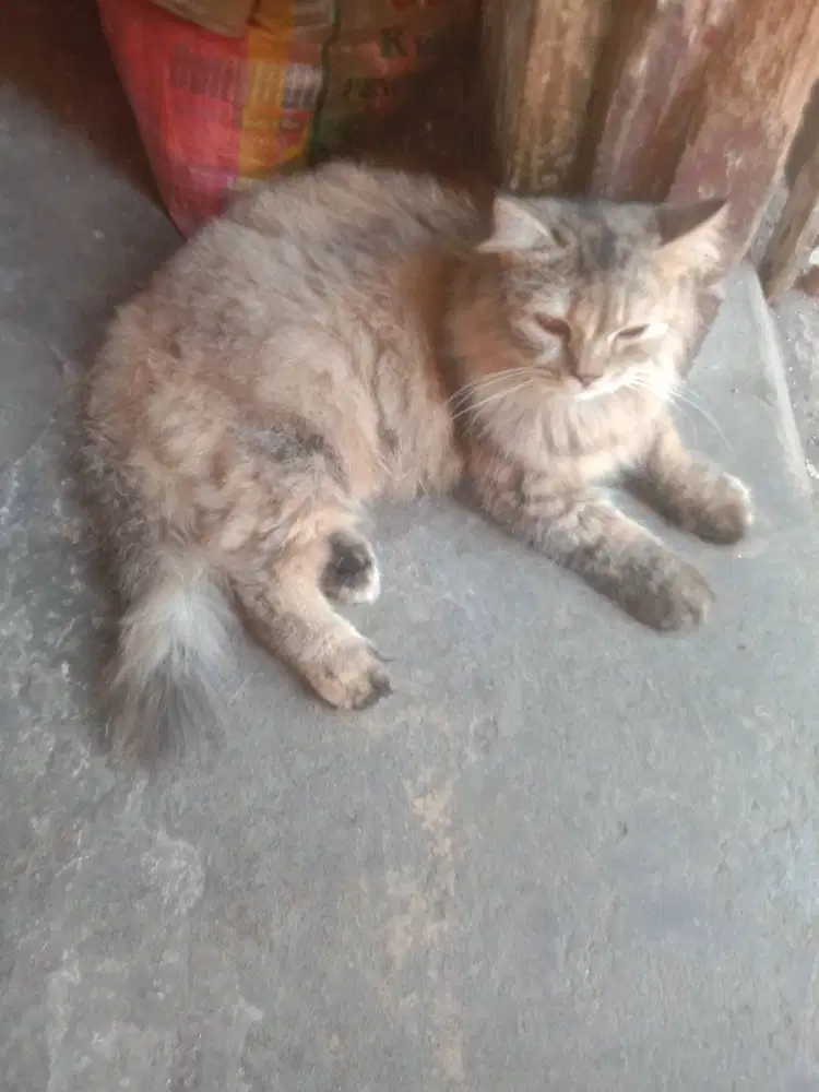 Kucing Peliharaan, suara lembut jenis Maine Coon usia -+7 Bulan.