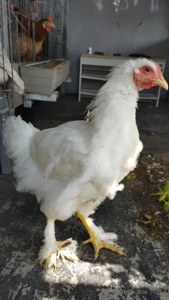 Ayam Jantan Brahma