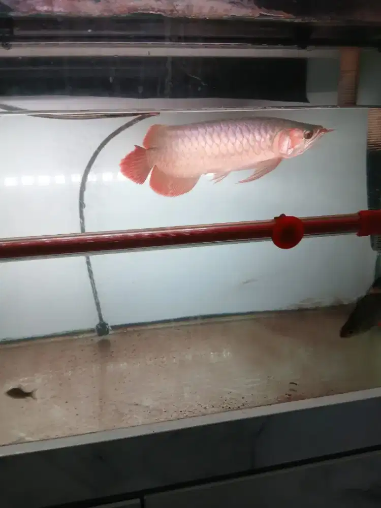 Arwana super red 40 cm
