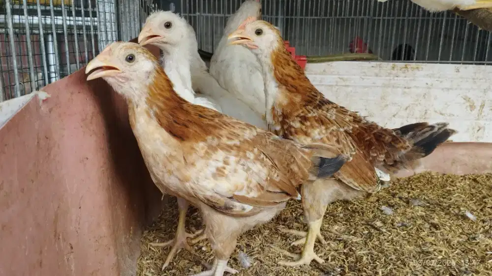 Anakan Ayam Elba