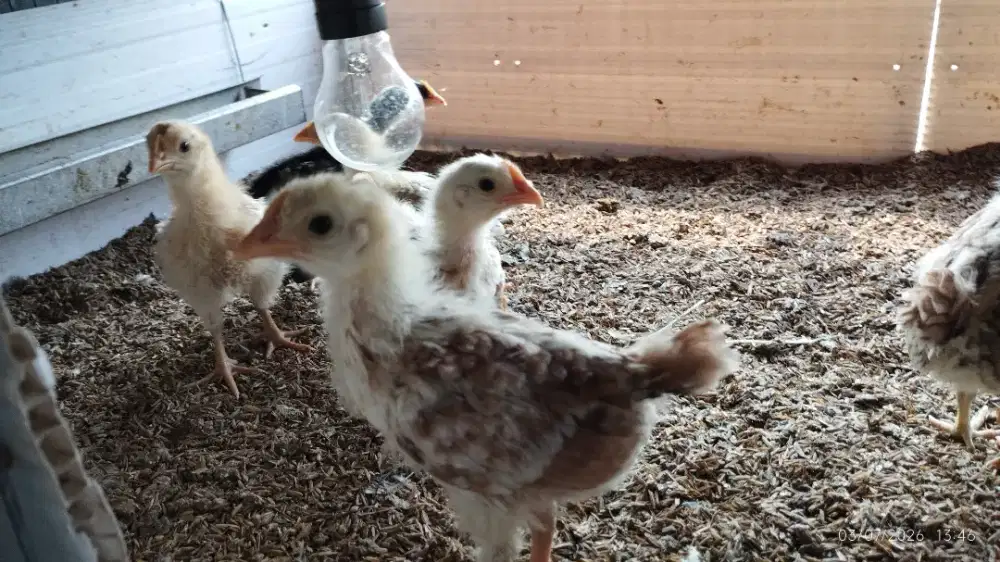DOC Ayam Kampung Petelur Elba