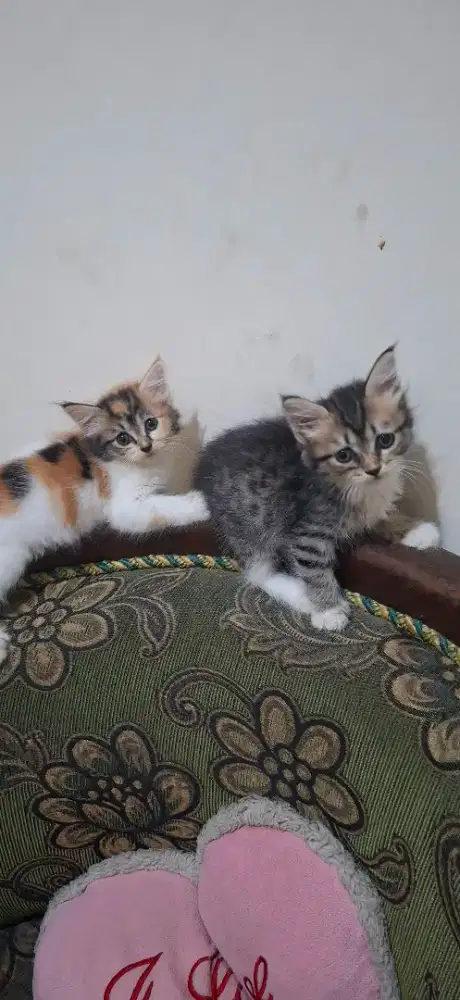 Kitten free Adopt