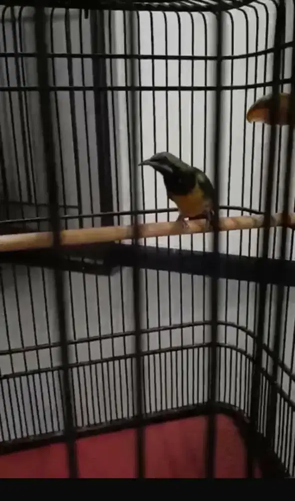 Jual Cucak Cungkok rawatan