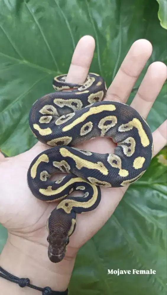 Bp Warna Kontras Bagus