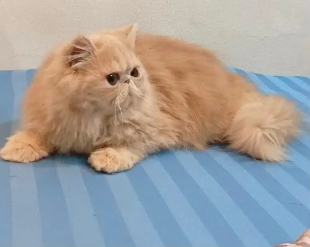 Kucing Persia Peaknose Jantan 5 bulan