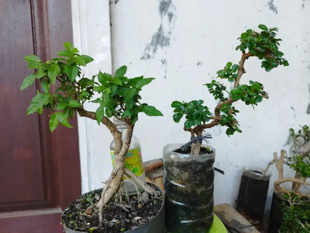 Bonsai Sakura Mikro dan Hokiante Borongan 2pohon