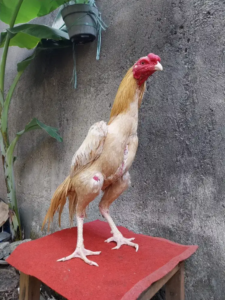 Ayam ekorlidi super