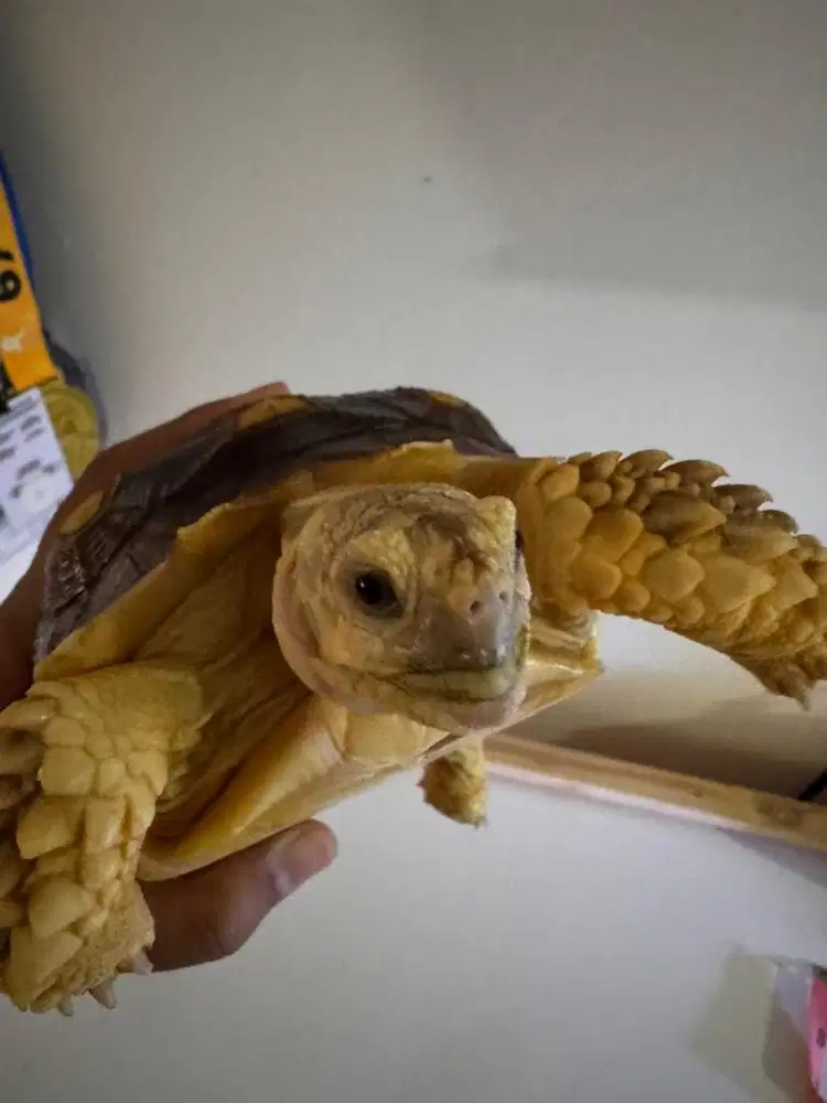 Kura kura sulcata