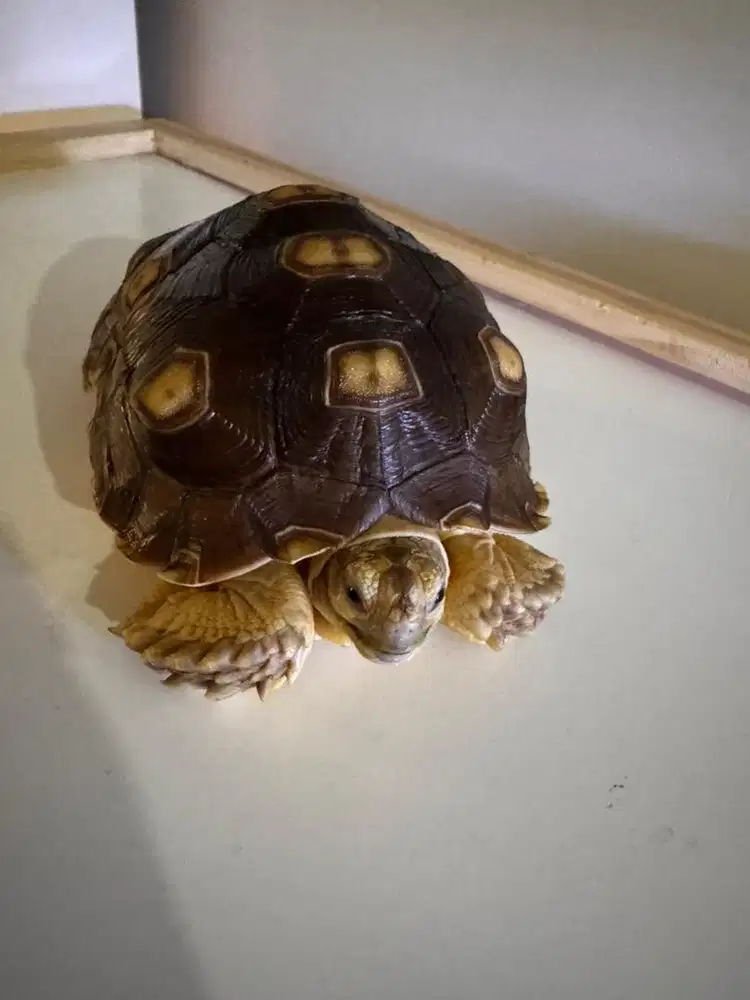 Kura kura sulcata bisa nego