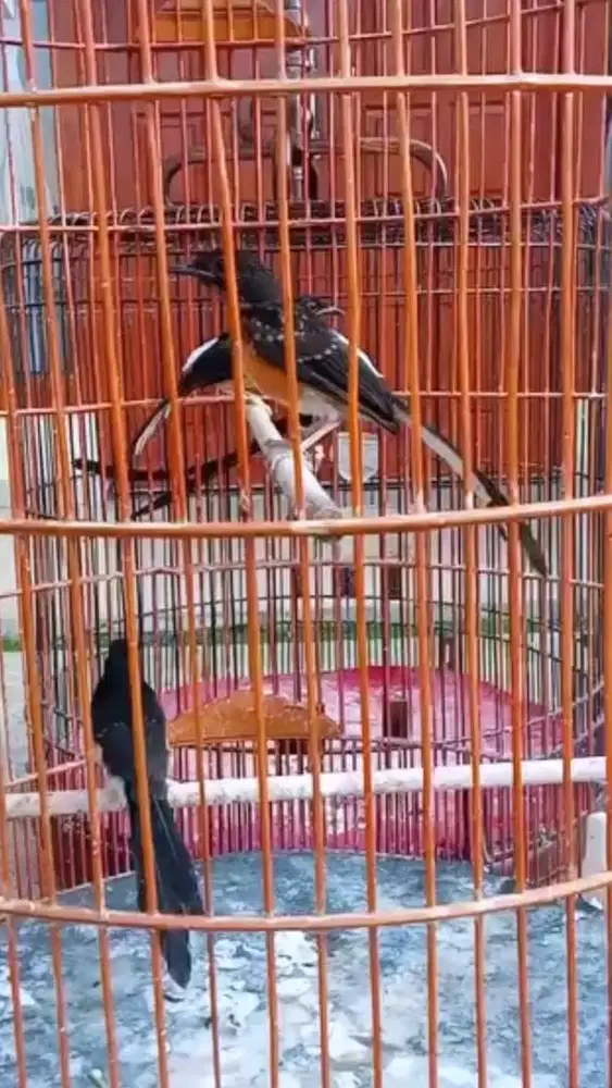 murai batu trotol jantan gacor trah galur murni BAHOROK LAWAS PRESTASI