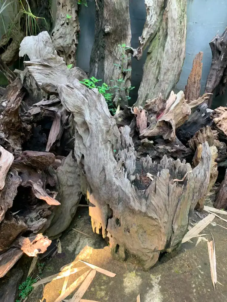 Jual Borongan Kayu Rentek Rasamala, Santigi Laut dan Gunung