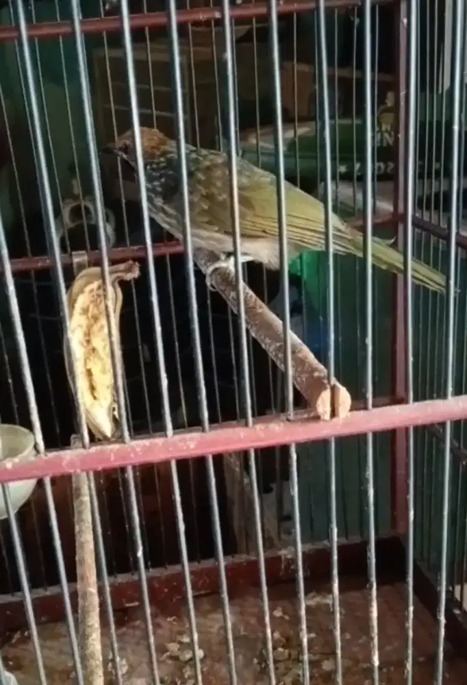 Cucak rawa mulus