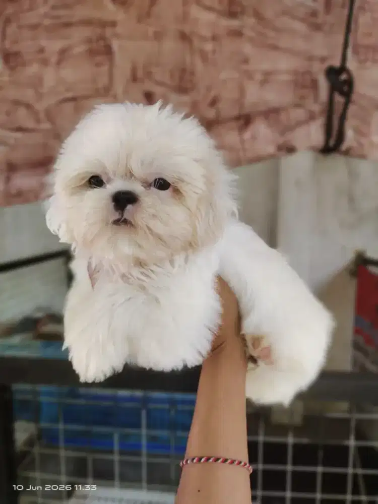 Shihtzu Female All White
