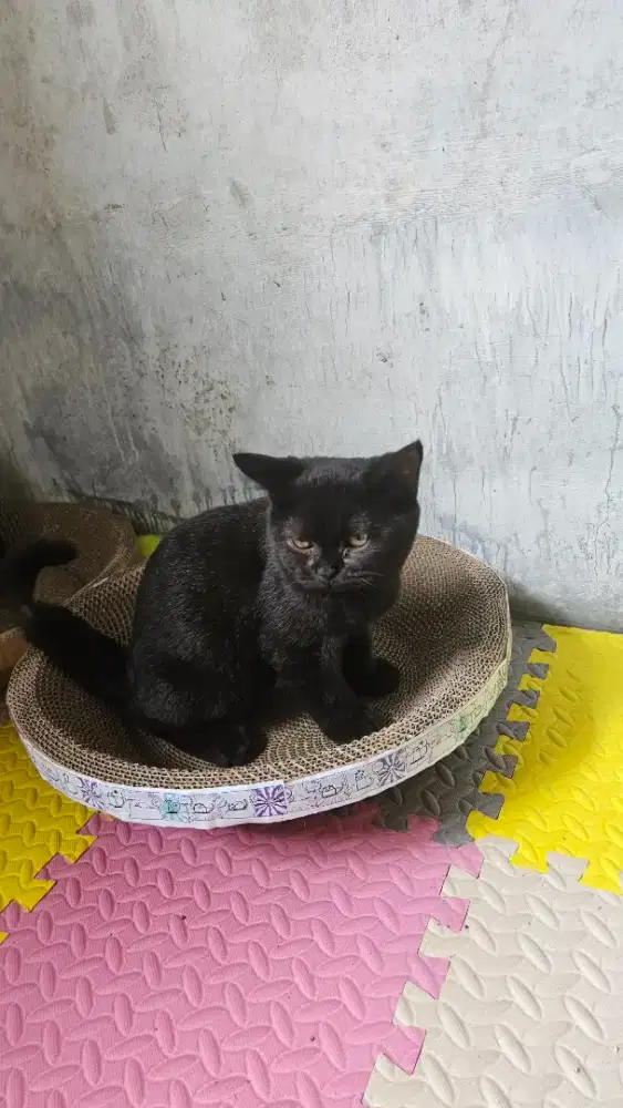 Open adop kucing british short hair