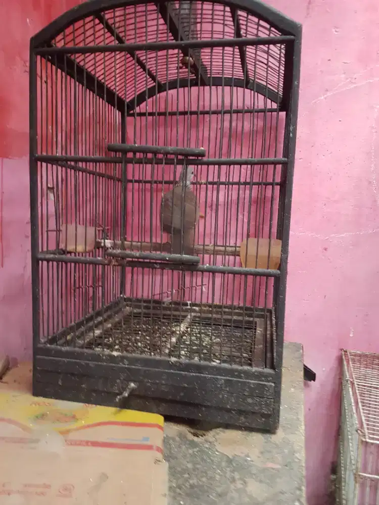 Tekukur udah rajin bunyi guk 2