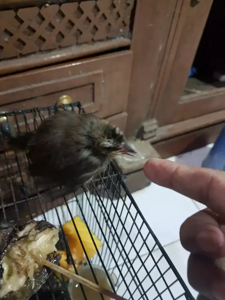 Anakan jogjog udah mau makan sendiri