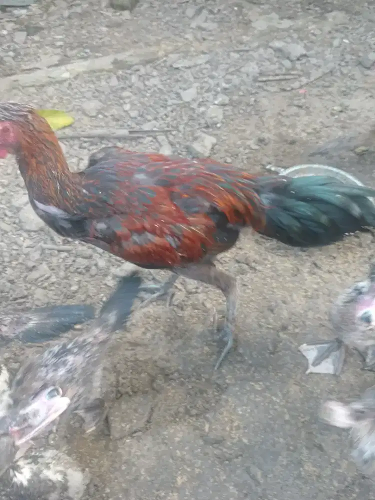 Anak Ayam Pelung Jantan Usia 4 Bulan Sehat Asli