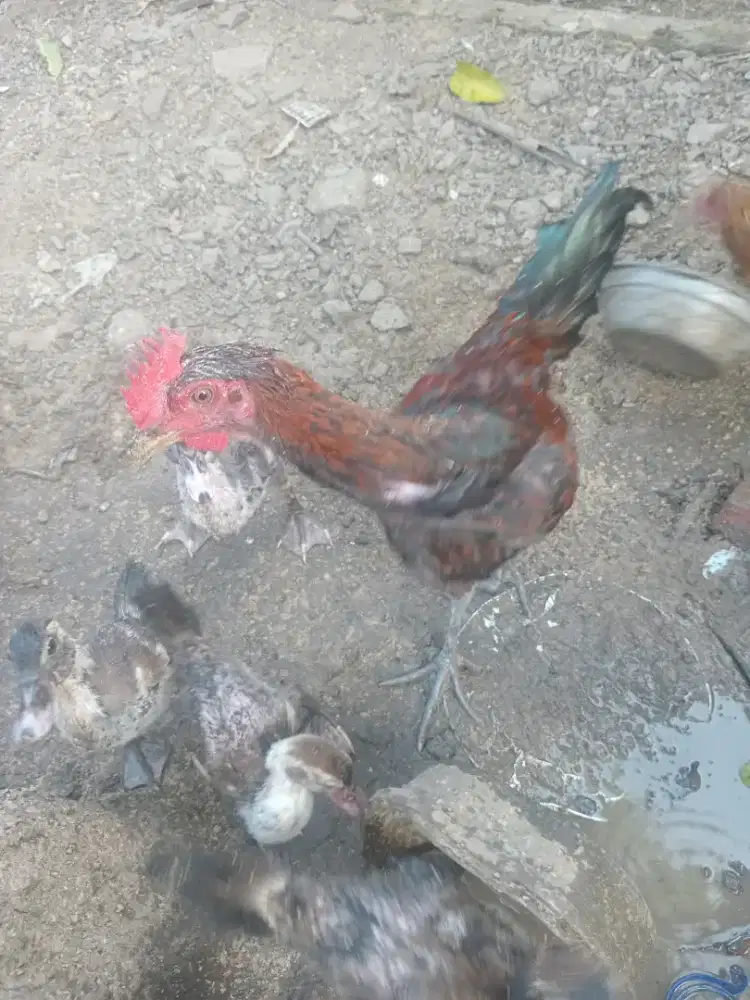 Anak Ayam Pelung Jantan Usia 4 Bulan Sehat Asli