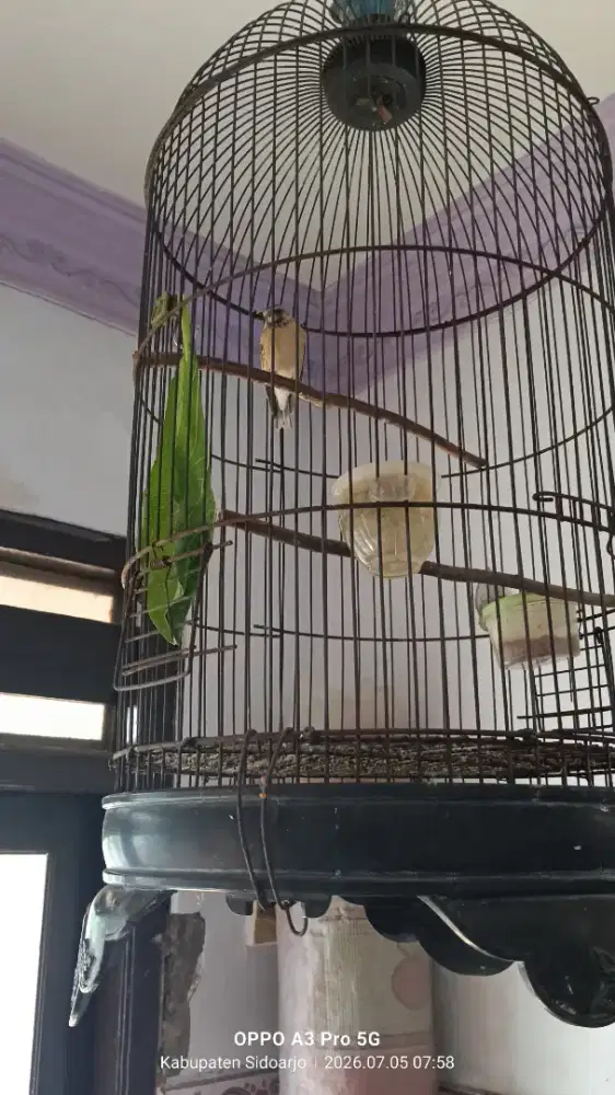Burung blaktroat