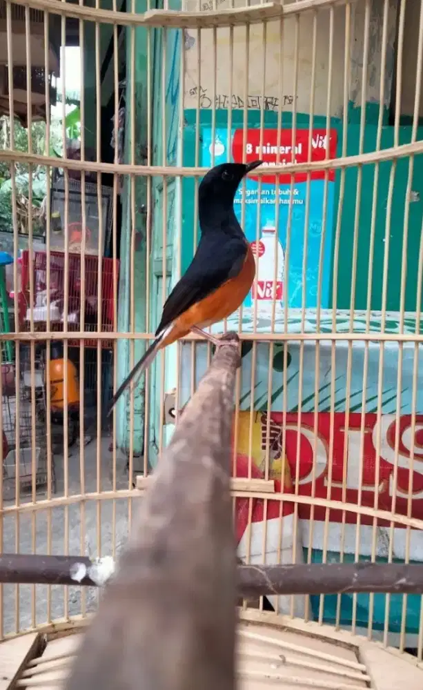Murai Batu Medan Bahorok Jantan Badan Gede Panjang Rajin Bunyi