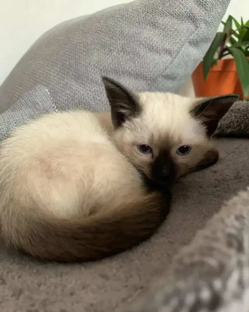 Kitten Siam betina