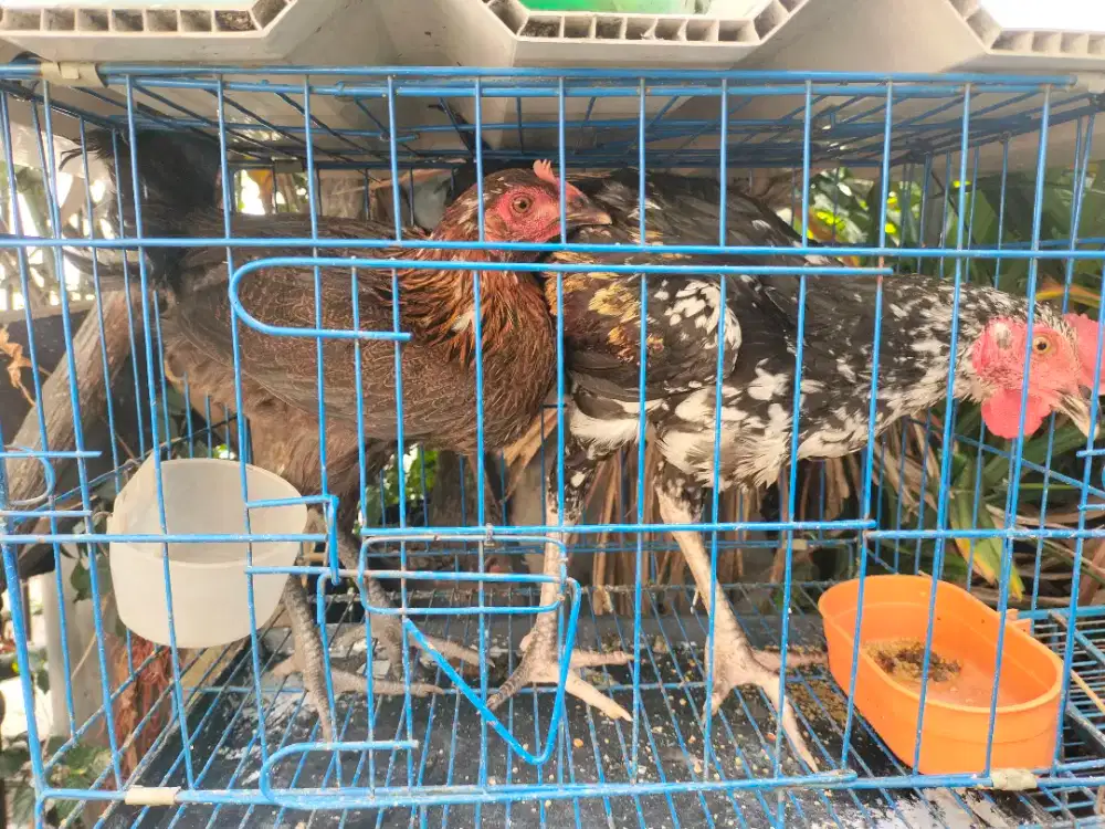 Ayam Kampung Sepasang