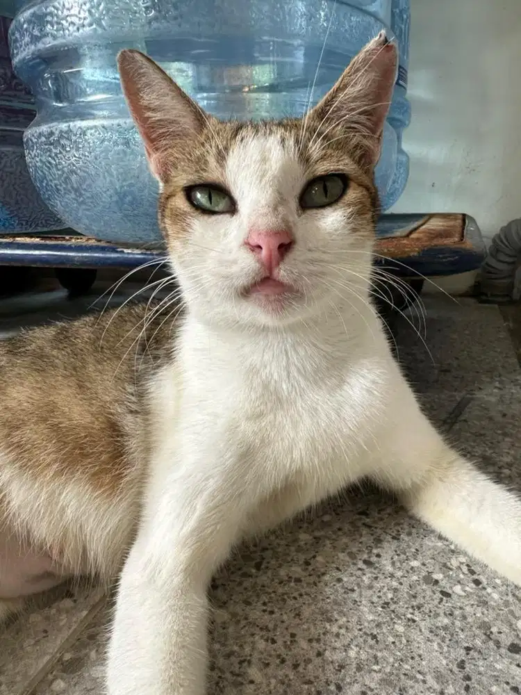 Kucing Adopsi Rescue