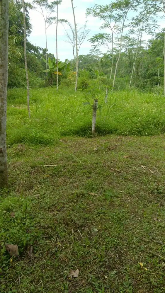 jual tanah luas 2910m² hak milik pribadi