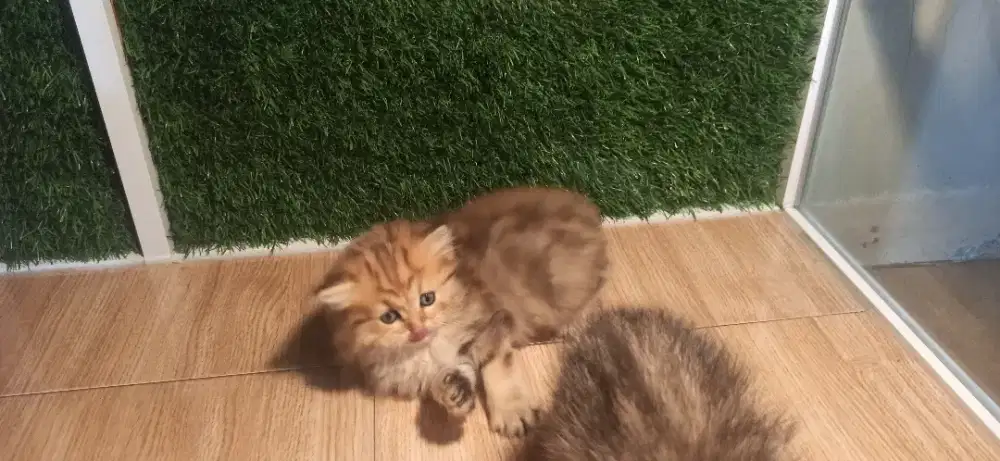 Kucing BLH BSH Golden marble pure