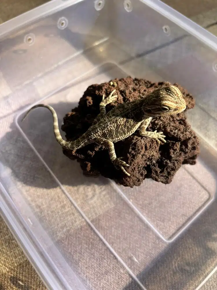 Bearded dragon hypo