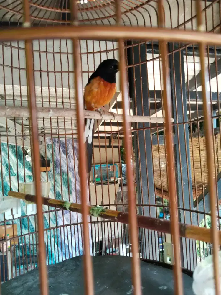 Burung murai burja