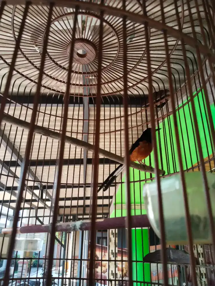 Burung murai dewasa
