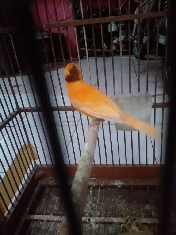Kenari wiksar lokal mulus