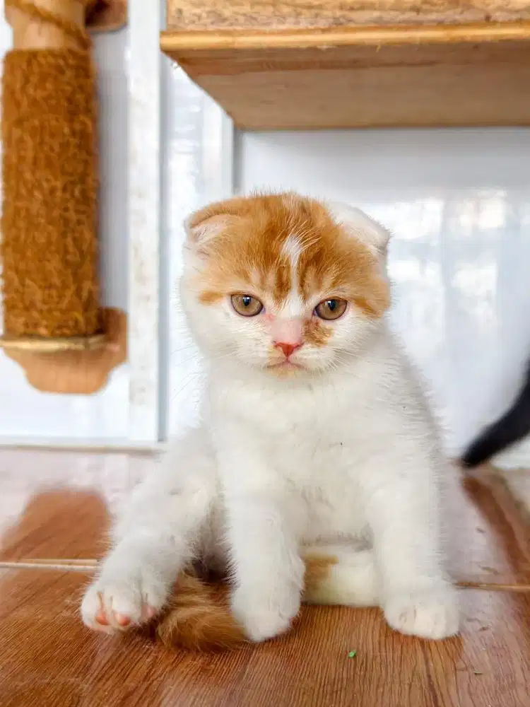 Scottish fold triple fold jdhin exo munchkin bsh
