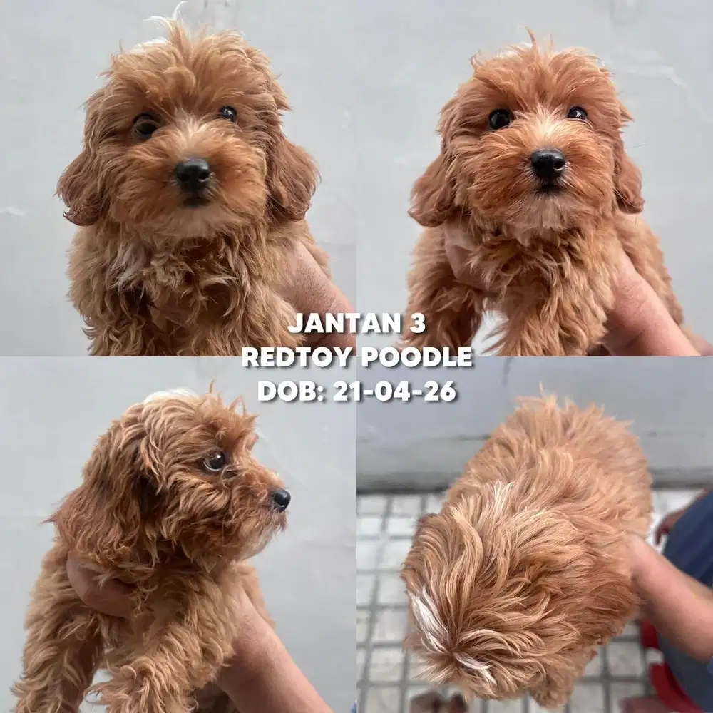 Red Toy Poodle Jantan