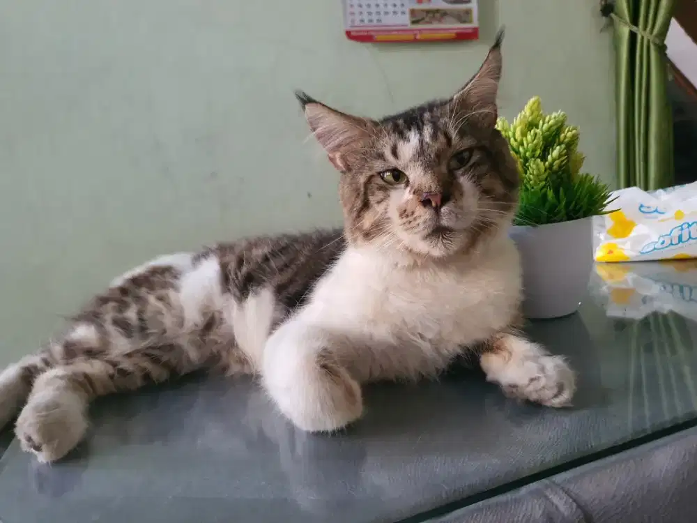 Mainecoon pure jantan non ped