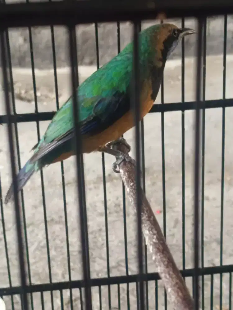 Burung cucak cungkok kepala semi abu